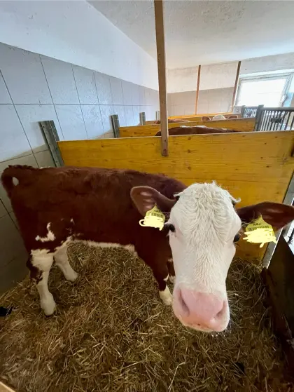 Verkaufe 2 FV-Zuchtkälber & 1 Kreuzungskalb FV-HE