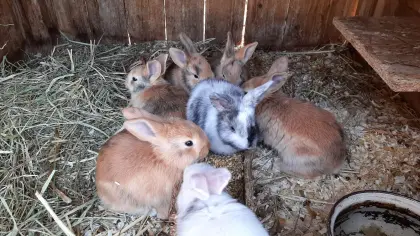 Japaner Mix Kaninchen