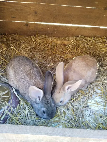 Wunderschöne Deutsche Riesen