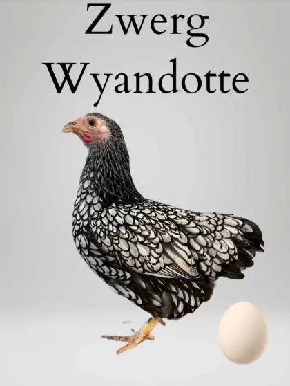 Zwerghühner, Zwergrassen, Hühner, Hennen, Junghennen