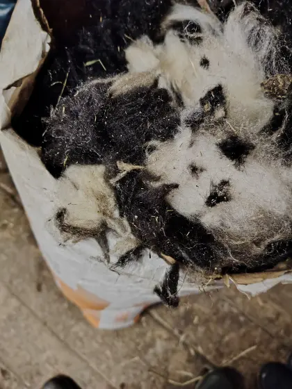 Schafwolle abzugeben, große Mengen vorhanden