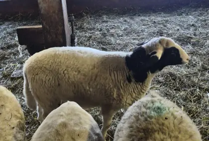 Mischlingslämmer (Bio)