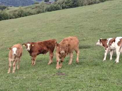 Kaufe Nutz- und Schlachtvieh