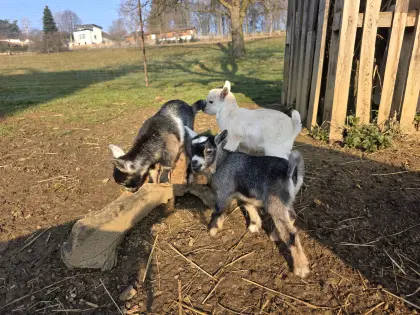Zwergziegen und Zwerghennen