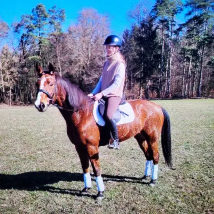 Wunderbares Freizeitpferd