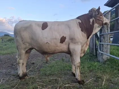 Fleckviehstier Zuchtstier