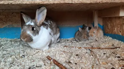 Riesenscheck-Mix-Kaninchen