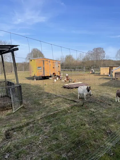 Bunte Bruteier Hühnereier