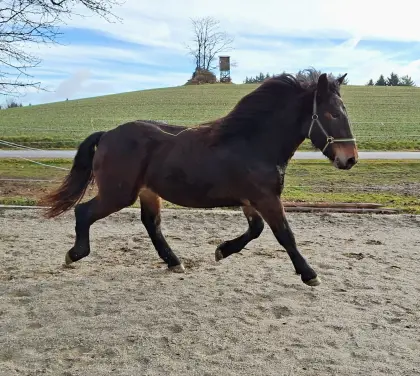 2-jährige Norikerstute