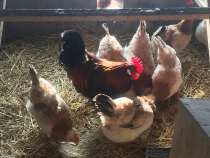 Sulmtaler Zuchtstamm