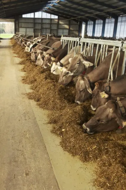 Braunvieh Kälber, Rinder, Kühe