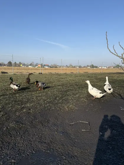 Rouen Clair-Pekingenten  mix  Bruteier