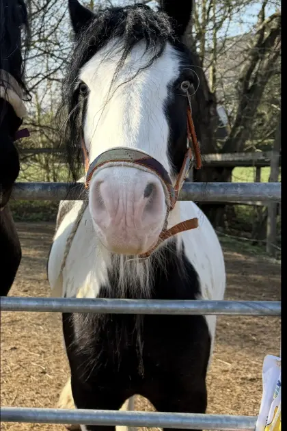 Tinker/Irish Cob Amberwoods Casper