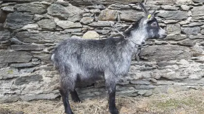 Blobe Kitz Hb fähig