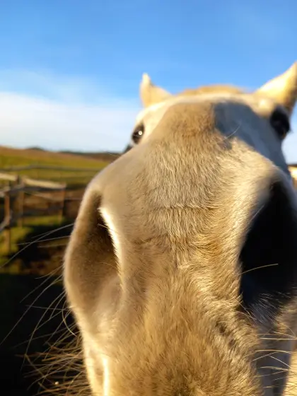 Pacht, Kauf kleine Landwirtschaft im Raum Villach