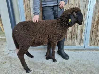 Brauner Bergschafwidder