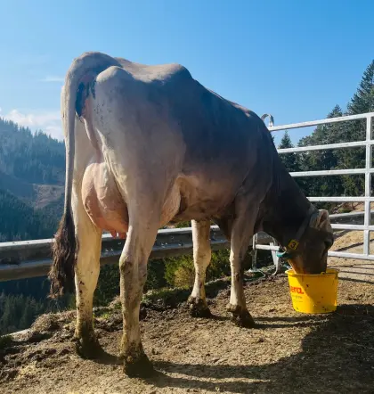 Brown Swiss Erstkalbskuh