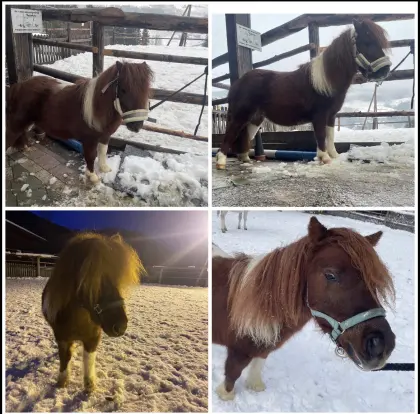 Verkaufe Pony Hengst Emilio