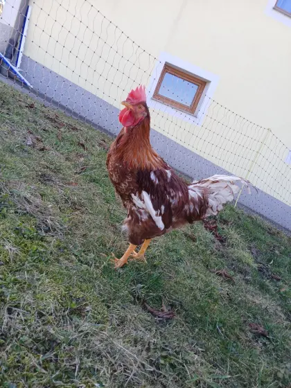 Junger Hahn abzugeben