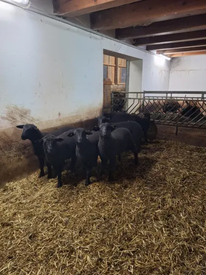 Widder Lämmer zu verkaufen