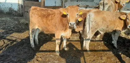 Murbodner Zuchtkalbinnen