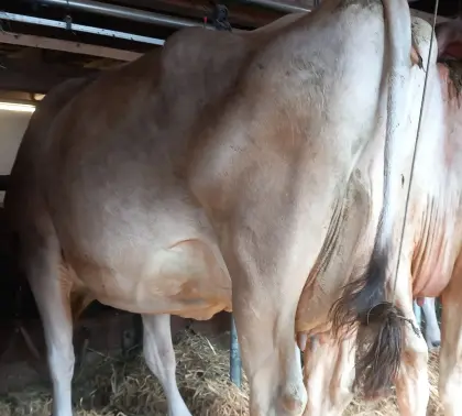 Brown Swiss Kuh