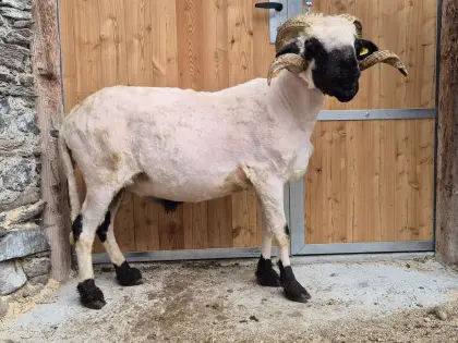 Walliser Schwarznasen Widder