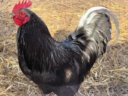 Wer das Besondere sucht: Zauberhafte Hähne in Sonderfarben