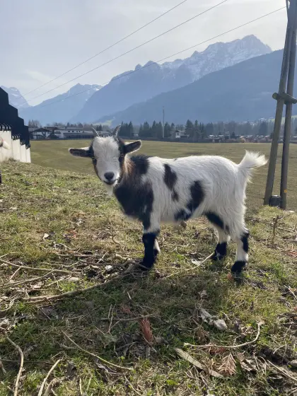 Zwergziege zu verkaufen
