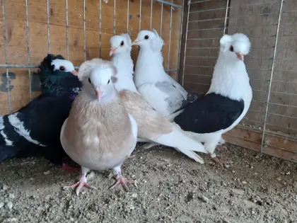 Süddeutsche Blassen und Schildtauben