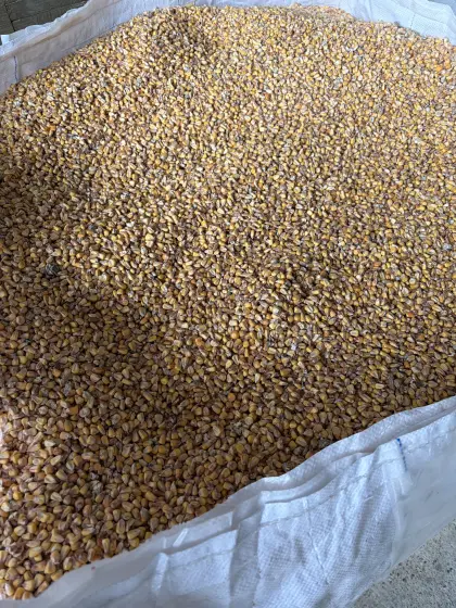 Körnermais Bioland U-Ware