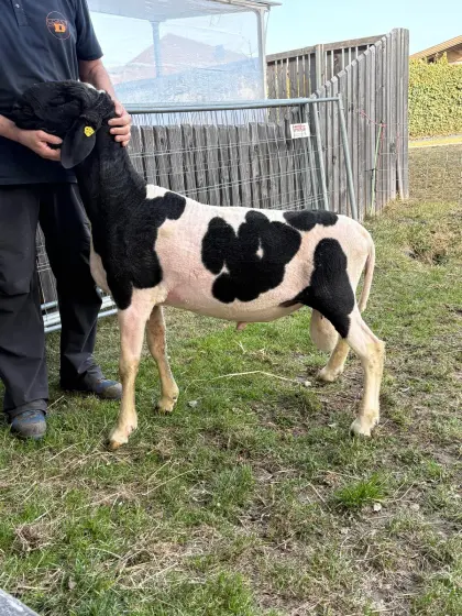 Tiroler Tscheggenschaf