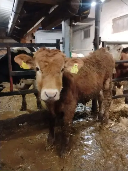 Murbodner Einsteller