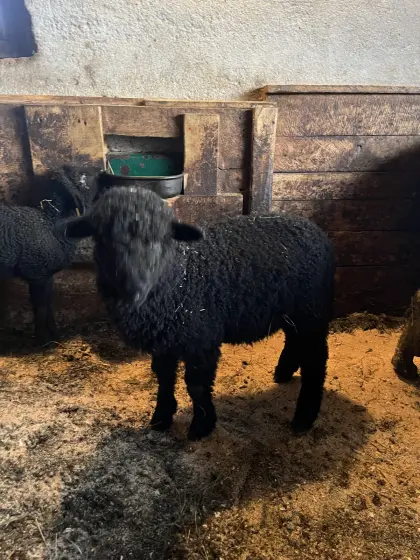 Lämmer zu verkaufen