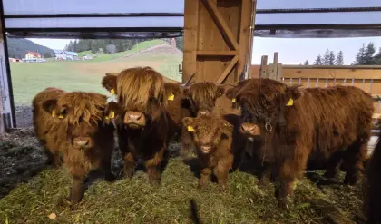 Kuh mit Kalb und Kälber aus unserem Zottlkindergarten