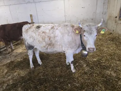 Bio Kalbin trächtig