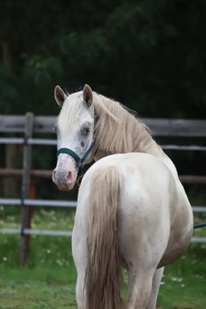 4-jähriger Appaloosa