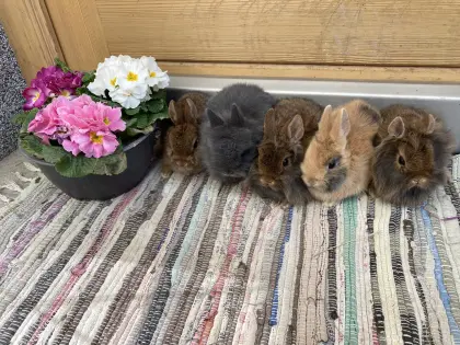 Minizwergkaninchen Lang- und Kurzhaar, kleinbleibend
