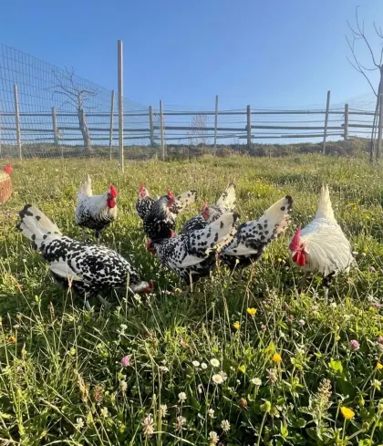 Hamburger Silberlack Stamm 1,3