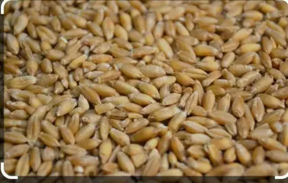 Suche Triticale, Weizen