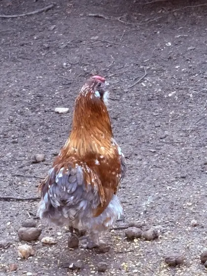 Ich habe hier drei wunderschöne Zwergseidenhähne zum Hergeben