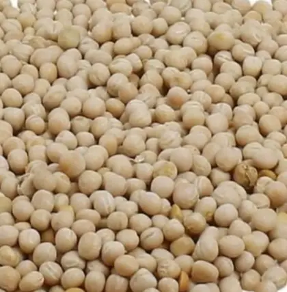 Suche Bio Erbsen, Peluschken, Ackerbohnen