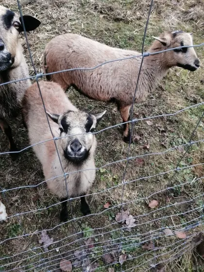 Kamerun-Schafe (Auen)
