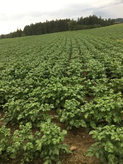 Suche Ackerflächen für Kartoffelanbau