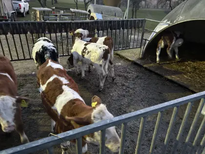 5 Stierkälber Fleckvieh, 1 Wbb Kuhkalb