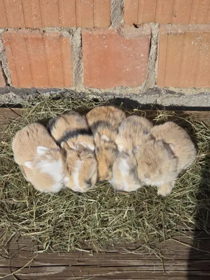 Mini Lops