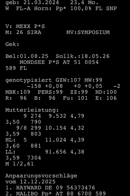 Verkaufe hochträchtige Fleckvieh Zuchtkalbin