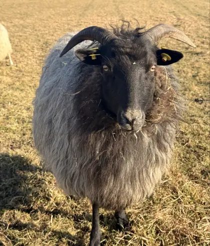 Herde Heidschnucken grau und weiß gehörnt