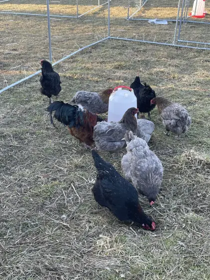 Bruteier Olivleger Grünleger Bunte Eier