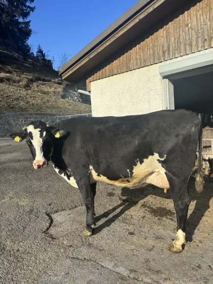 Verkaufe BS Kreuzungs-Erstlingskuh